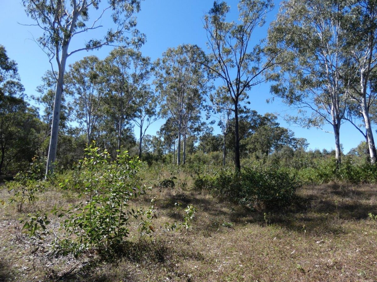 2511 Lowmead Road Lowmead Queensland for Sale RE/MAX Australia